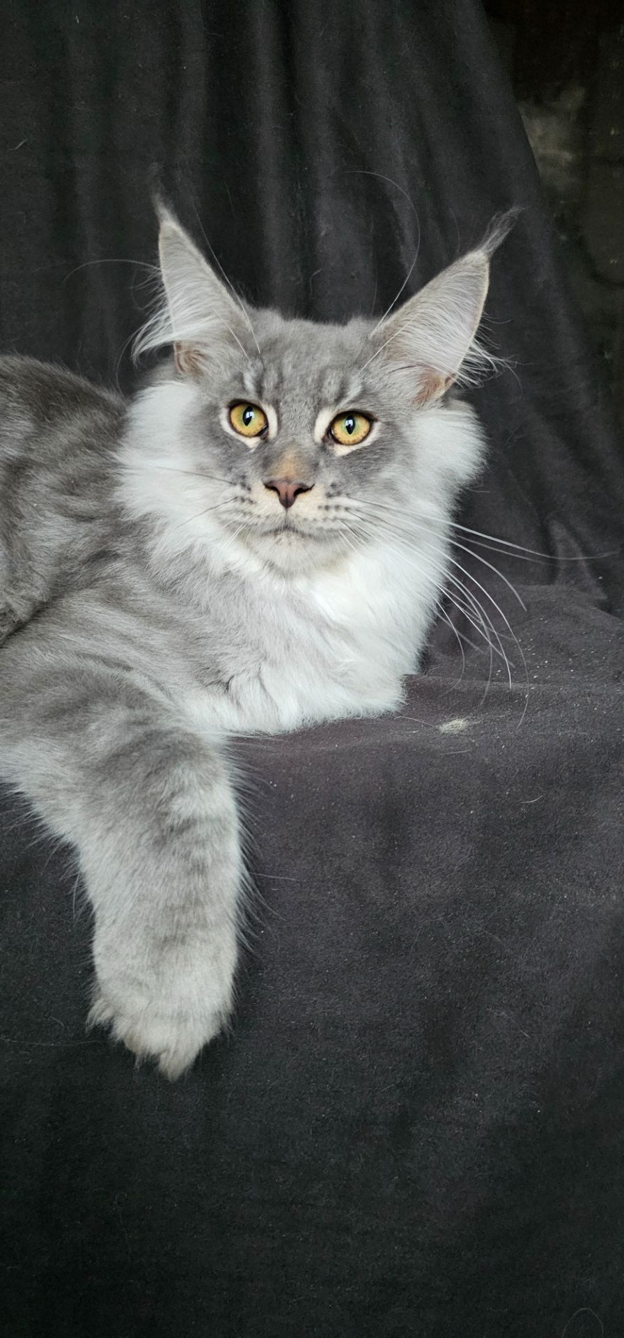 Босс мальчик мейн кун