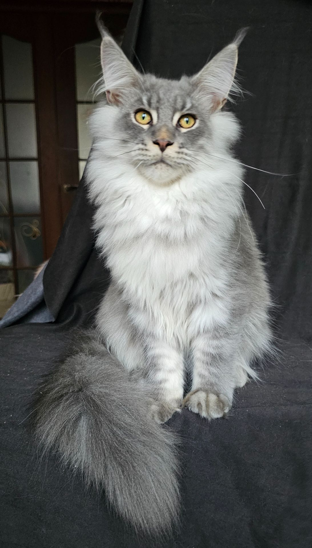 Босс мальчик мейн кун