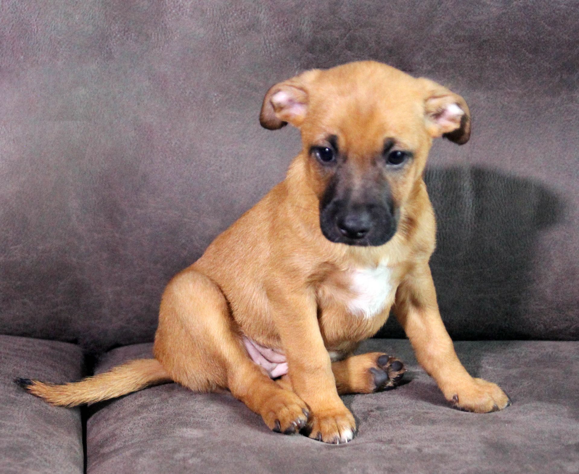 Справжня охоронниця серця