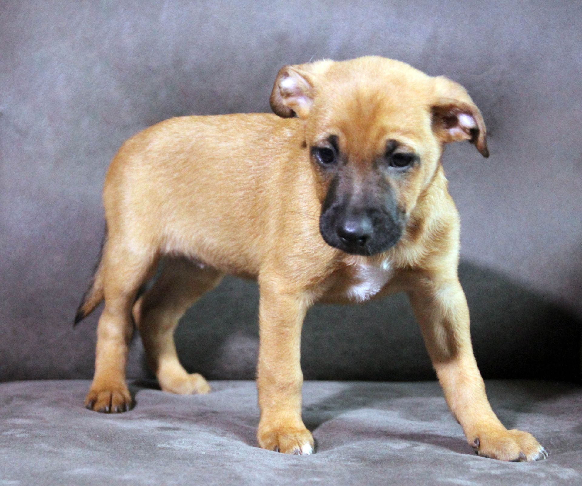 Справжня охоронниця серця