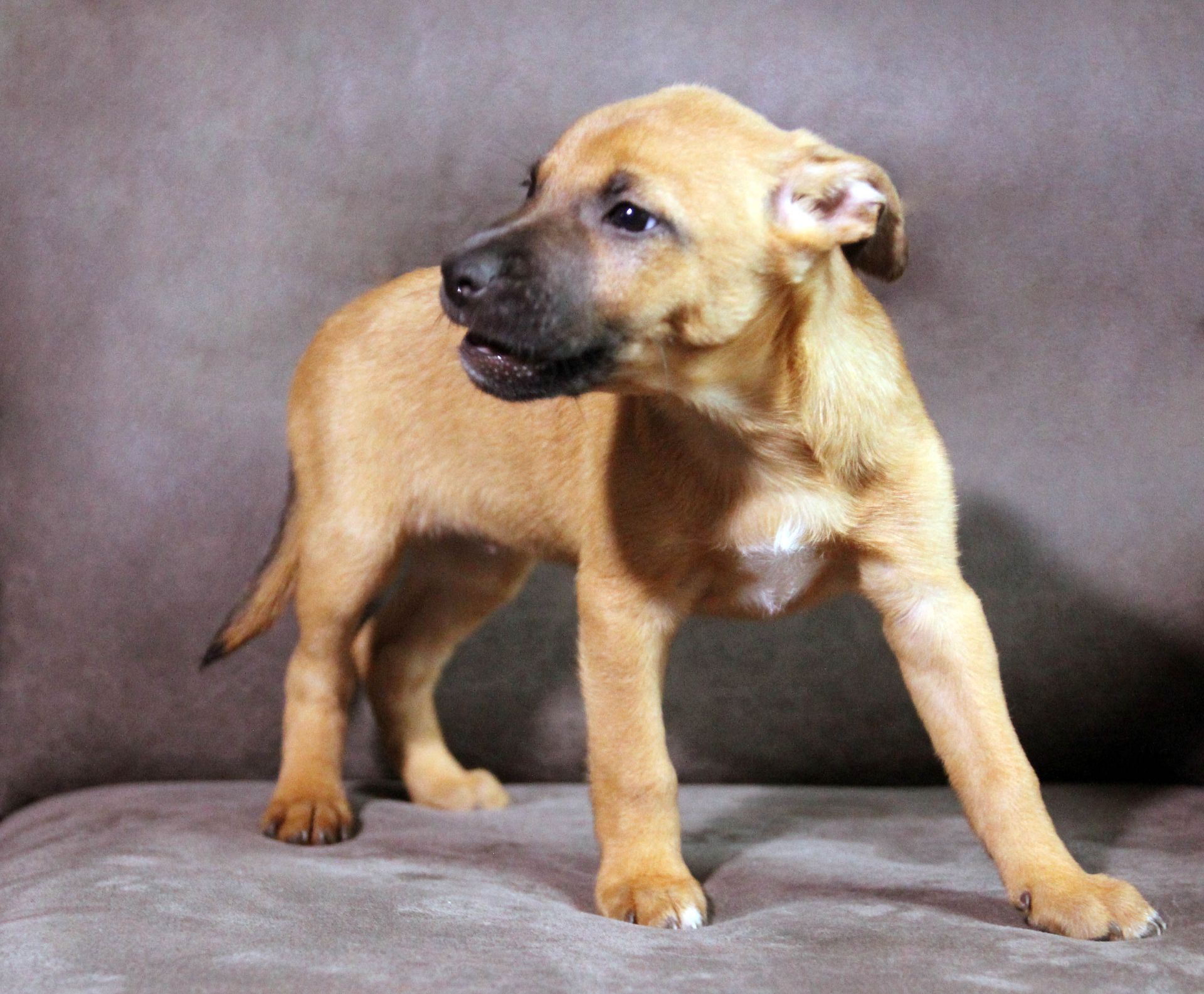 Справжня охоронниця серця