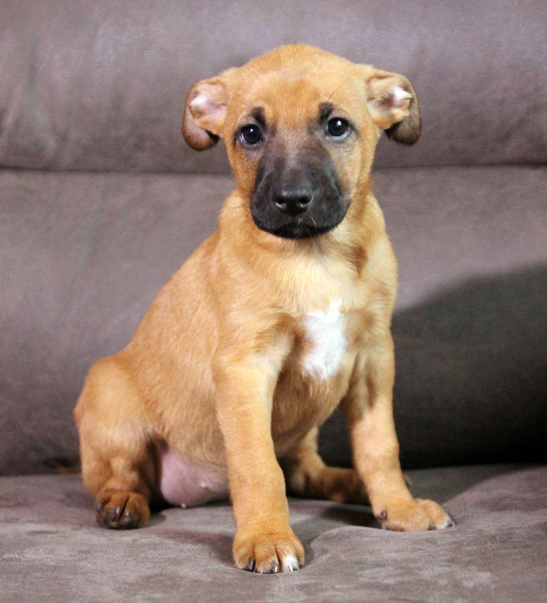 Справжня охоронниця серця