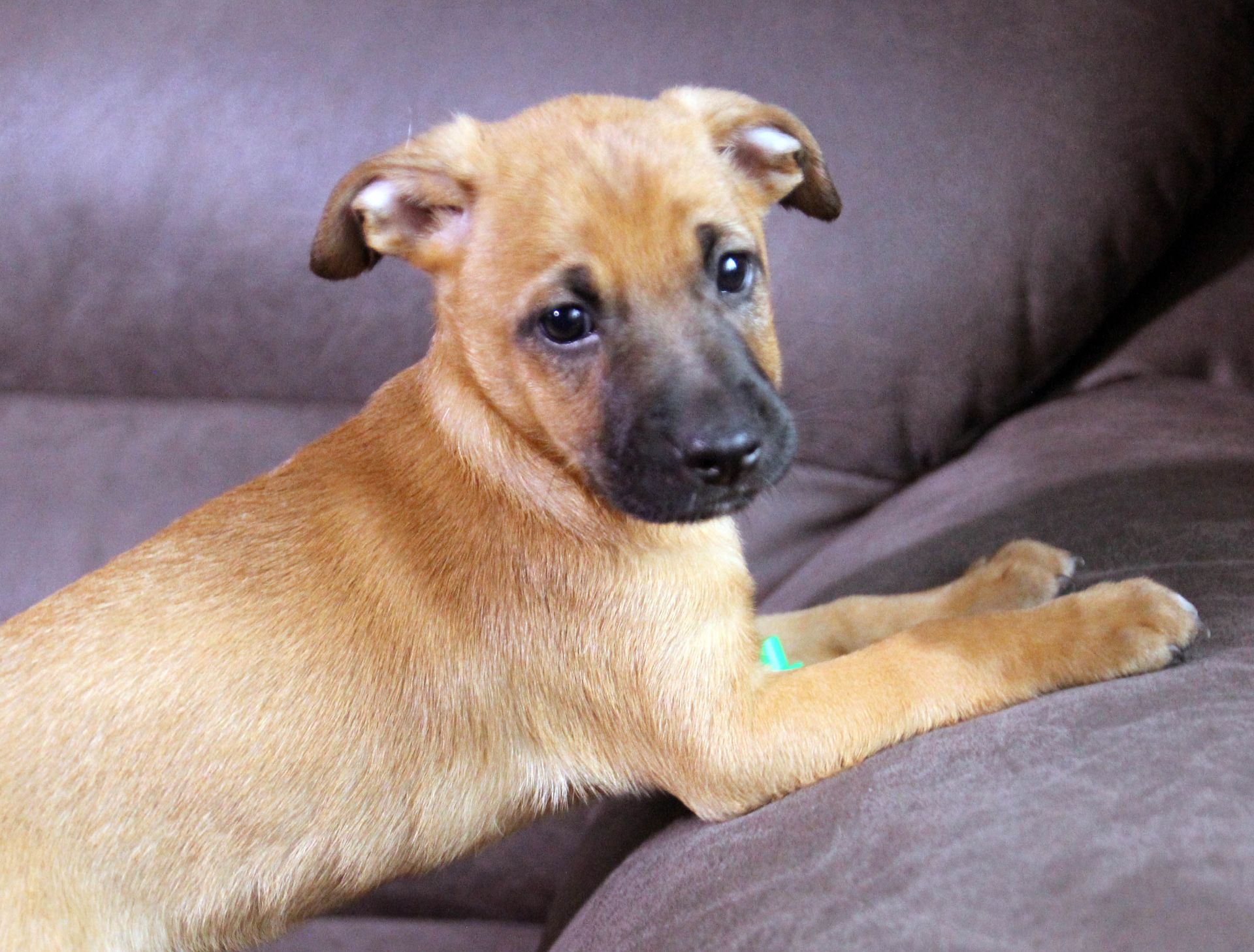 Справжня охоронниця серця