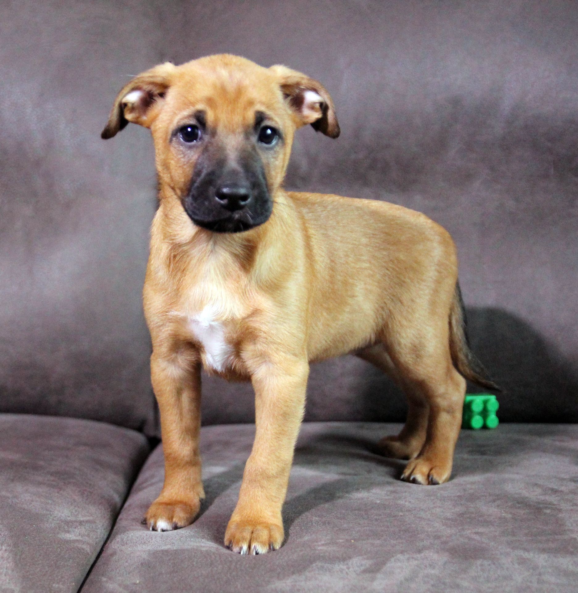 Справжня охоронниця серця