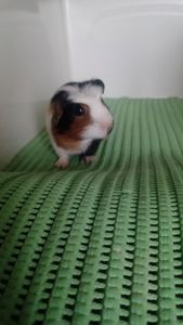 Морская свинка