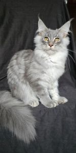 Босс мальчик мейн кун