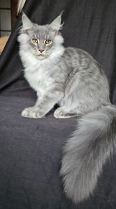 Босс мальчик мейн кун