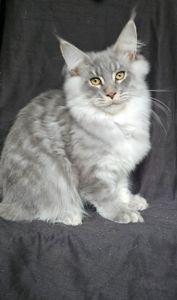 Босс мальчик мейн кун