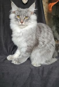 Босс мальчик мейн кун