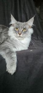 Босс мальчик мейн кун