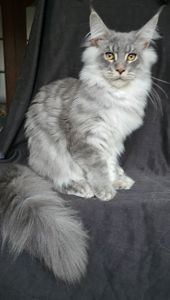 Босс мальчик мейн кун