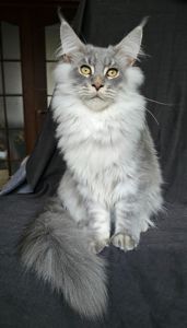 Босс мальчик мейн кун