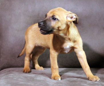 Справжня охоронниця серця