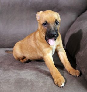 Справжня охоронниця серця