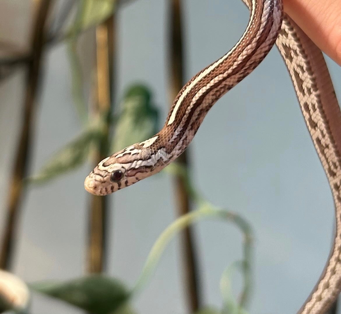 Маїсовий полоз Anery Tessera, самець, Анері