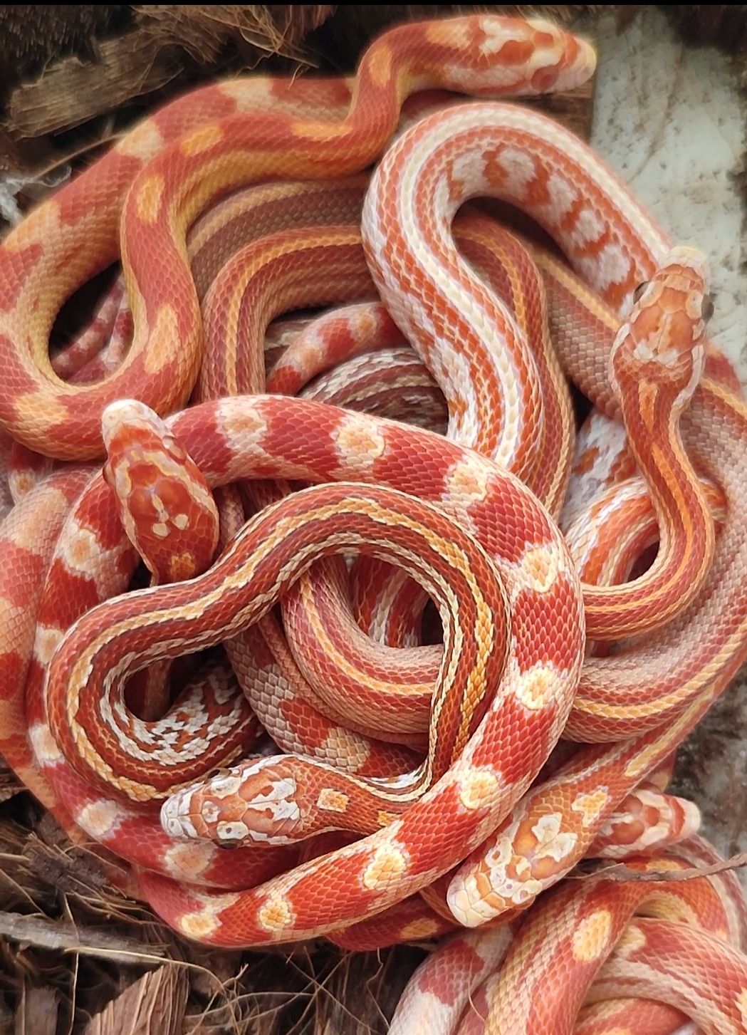 Маисовый полоз альбинос, анери, нормал, тессера