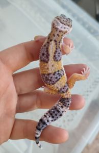 Эублефары 1.5-2 месяца