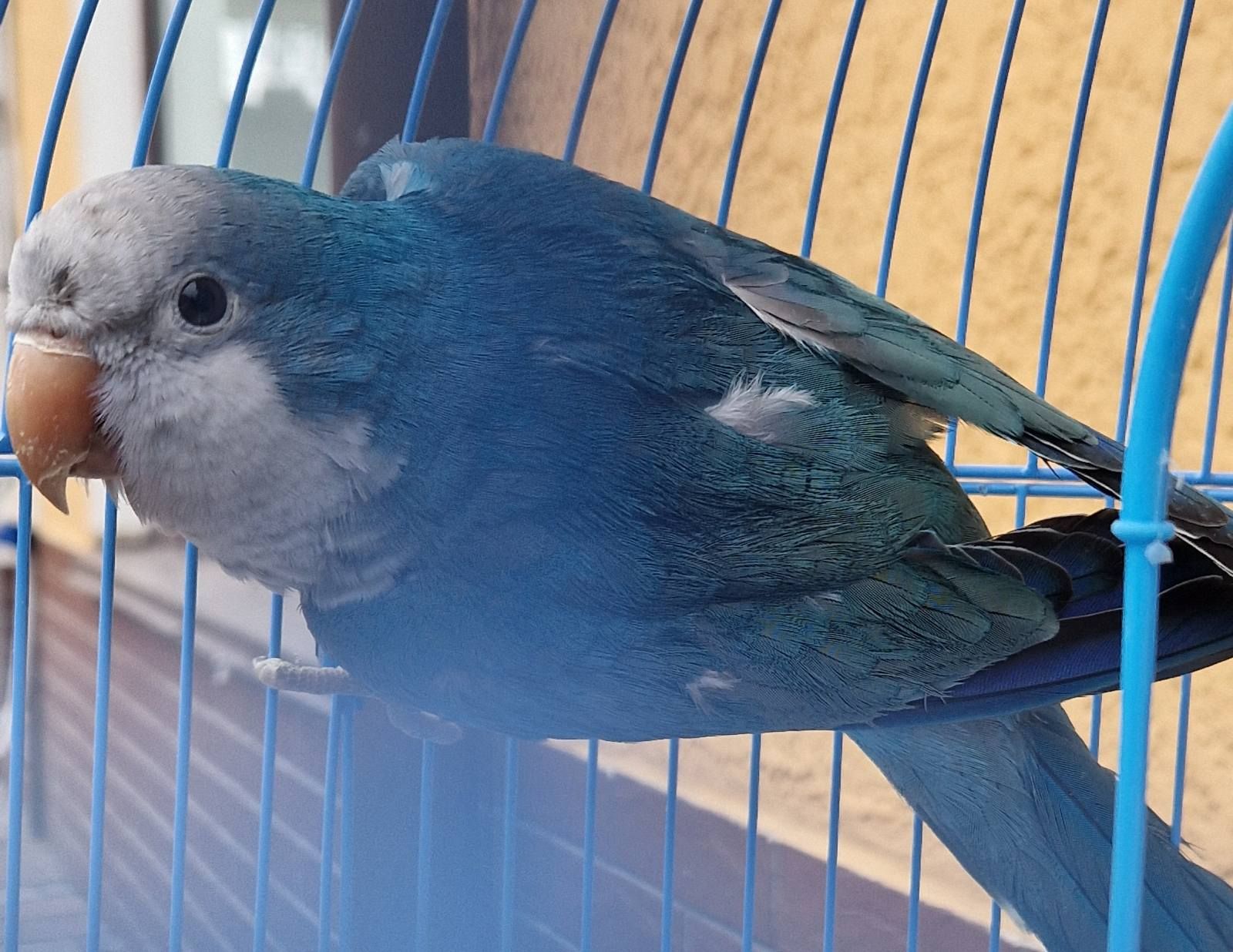 Малыши для взрослых и деток