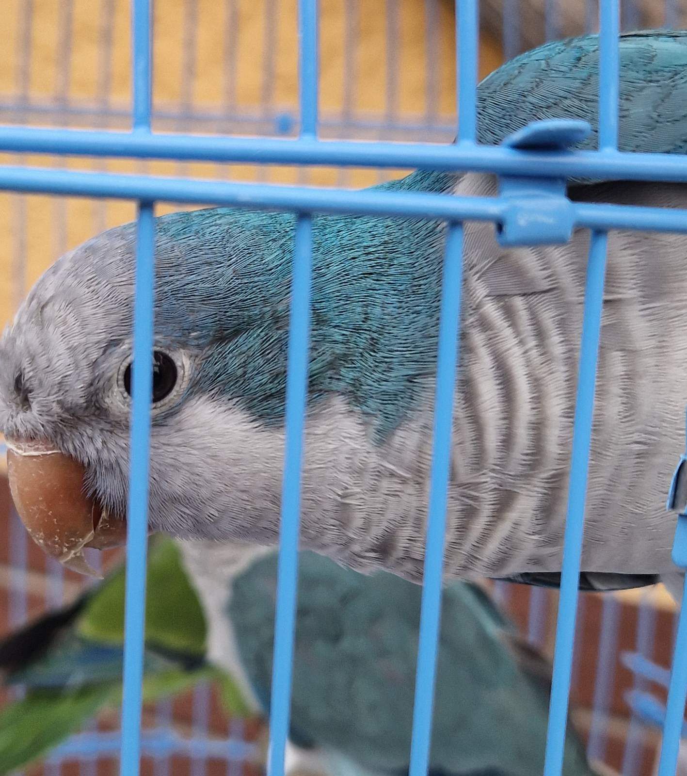 РУЧНЫЕ МАЛЫШИ ПОПУГАЕВ