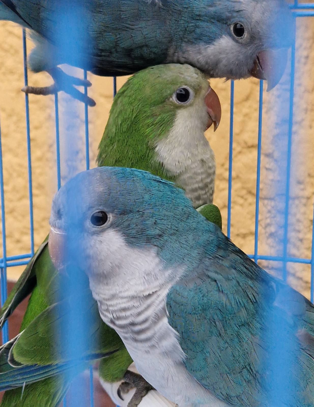 Малыши для взрослых и деток