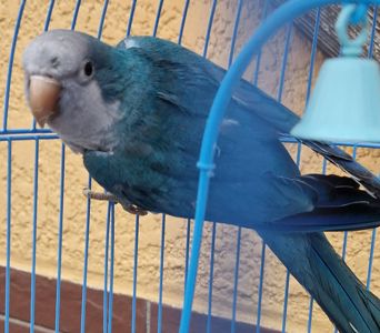 РУЧНЫЕ МАЛЫШИ ПОПУГАЕВ