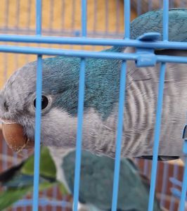 РУЧНЫЕ МАЛЫШИ ПОПУГАЕВ