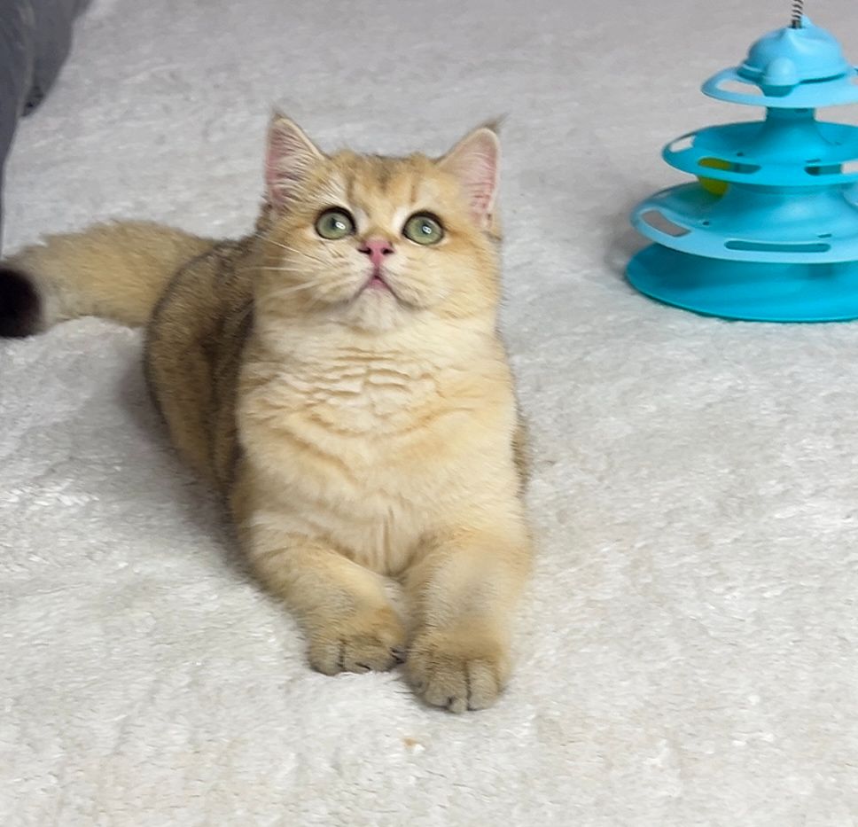 Британська золота шиншилла