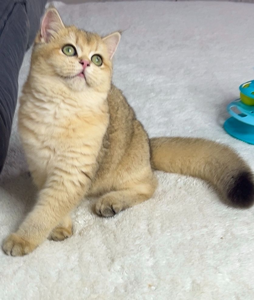 Британська золота шиншилла