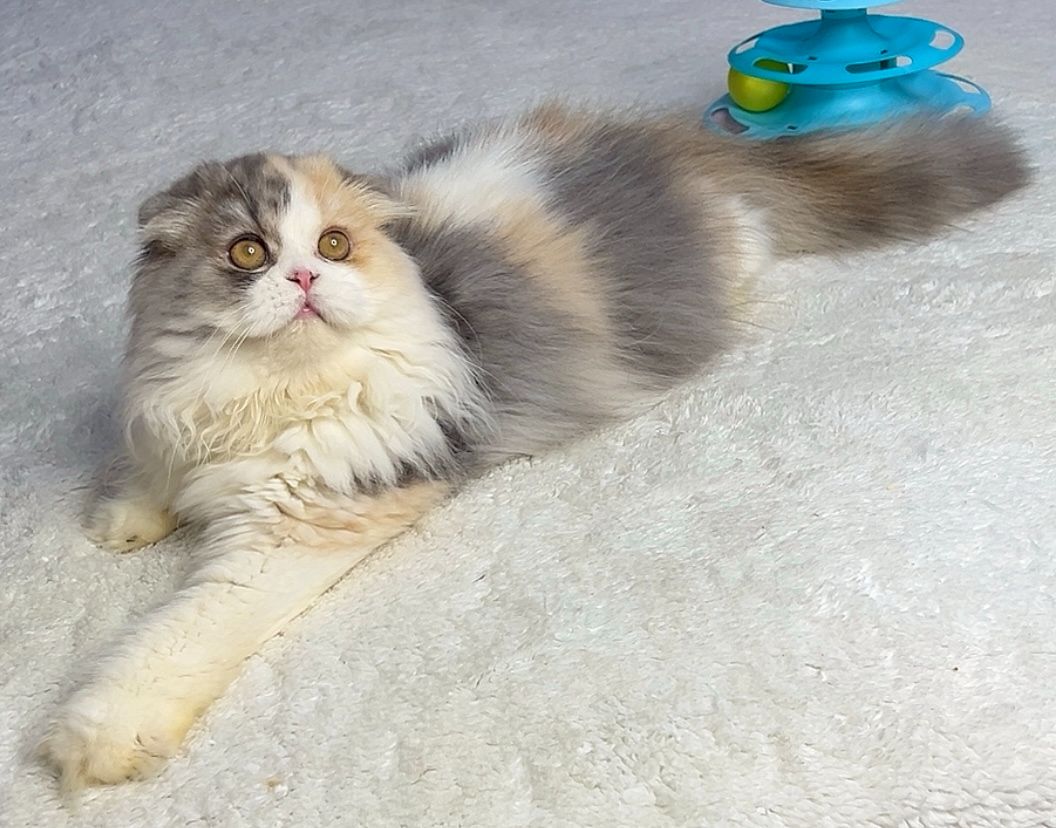 Шотландська дівчинка