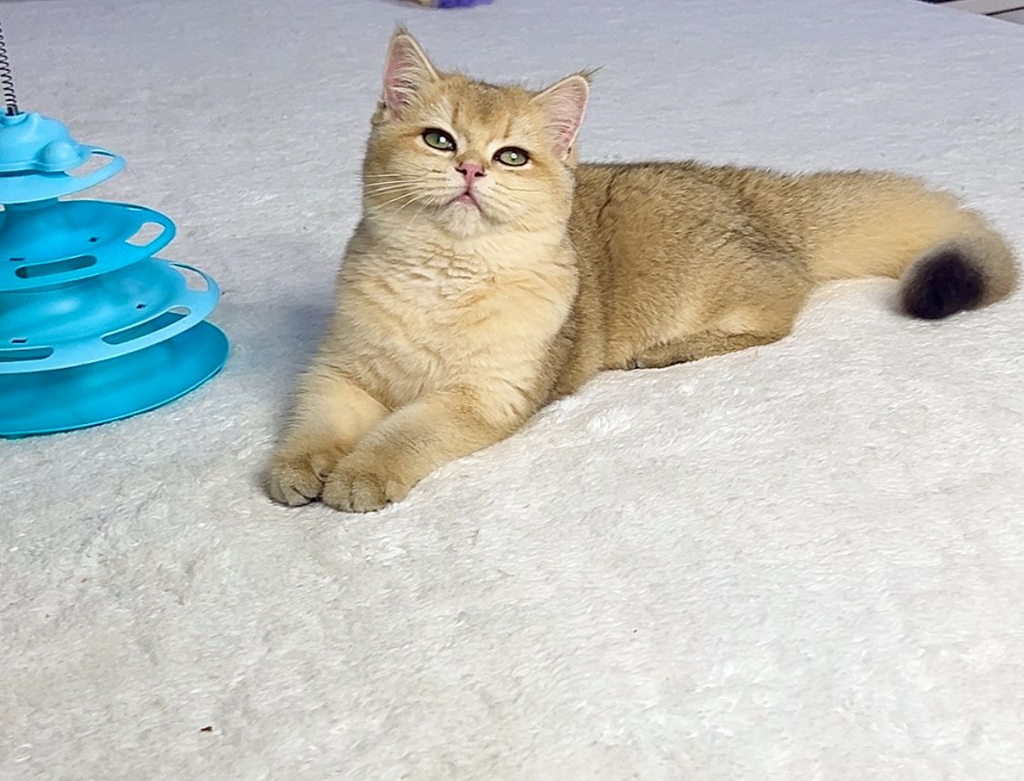 Британська золота шиншилла