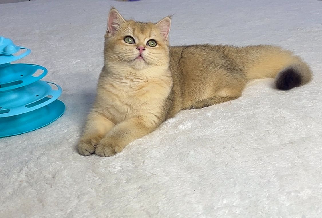 Британська золота шиншилла