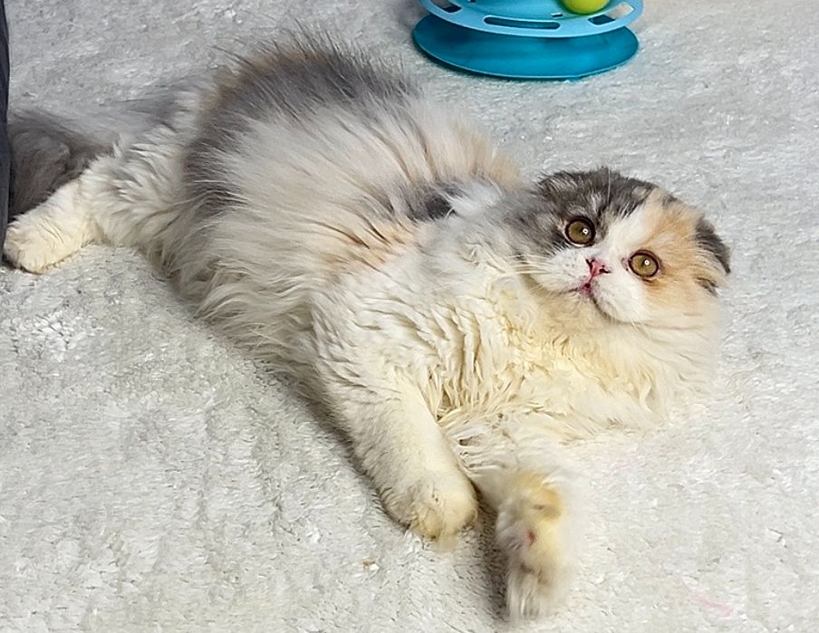 Шотландська дівчинка