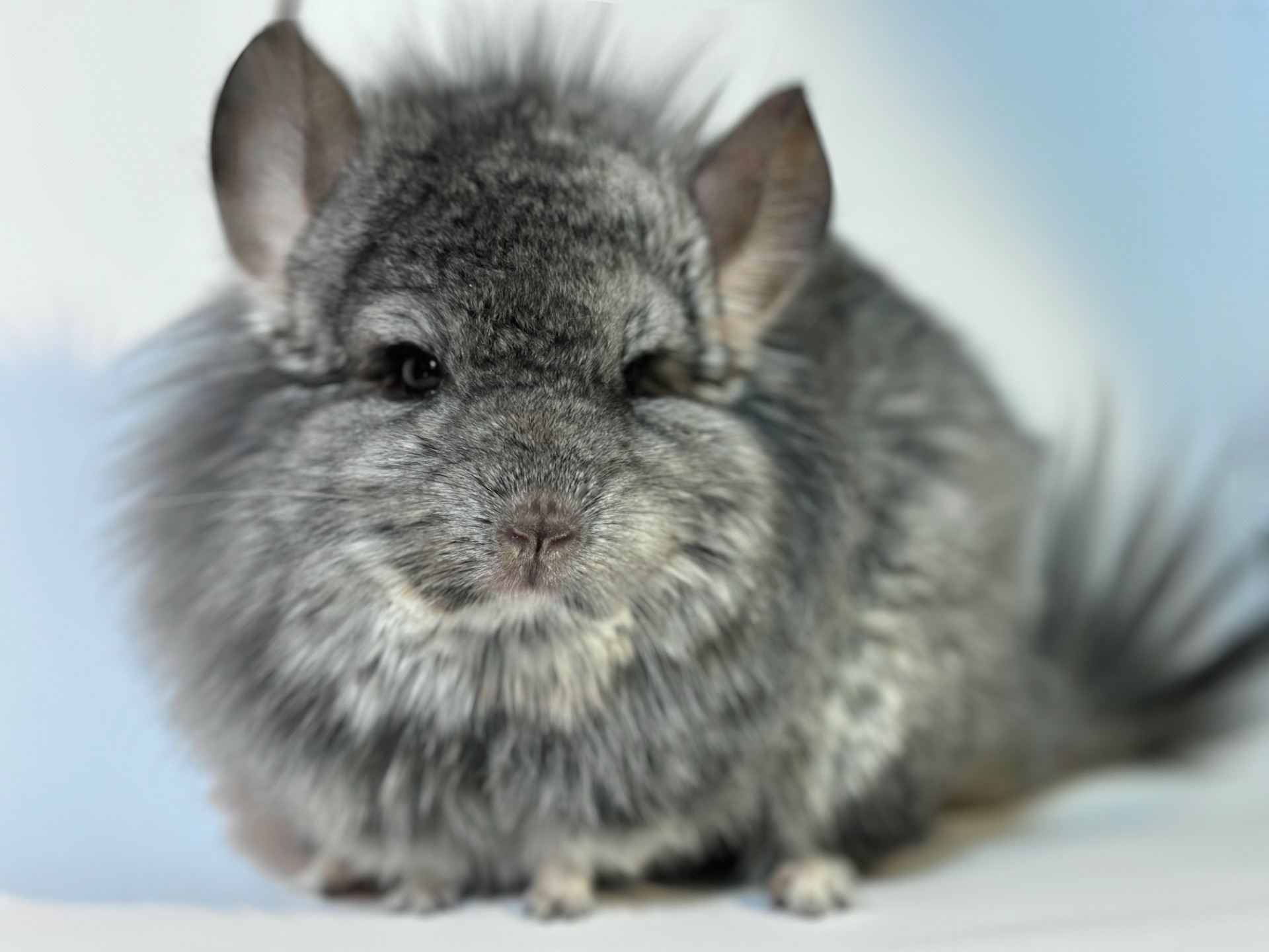 Королівська ангора дівчинка