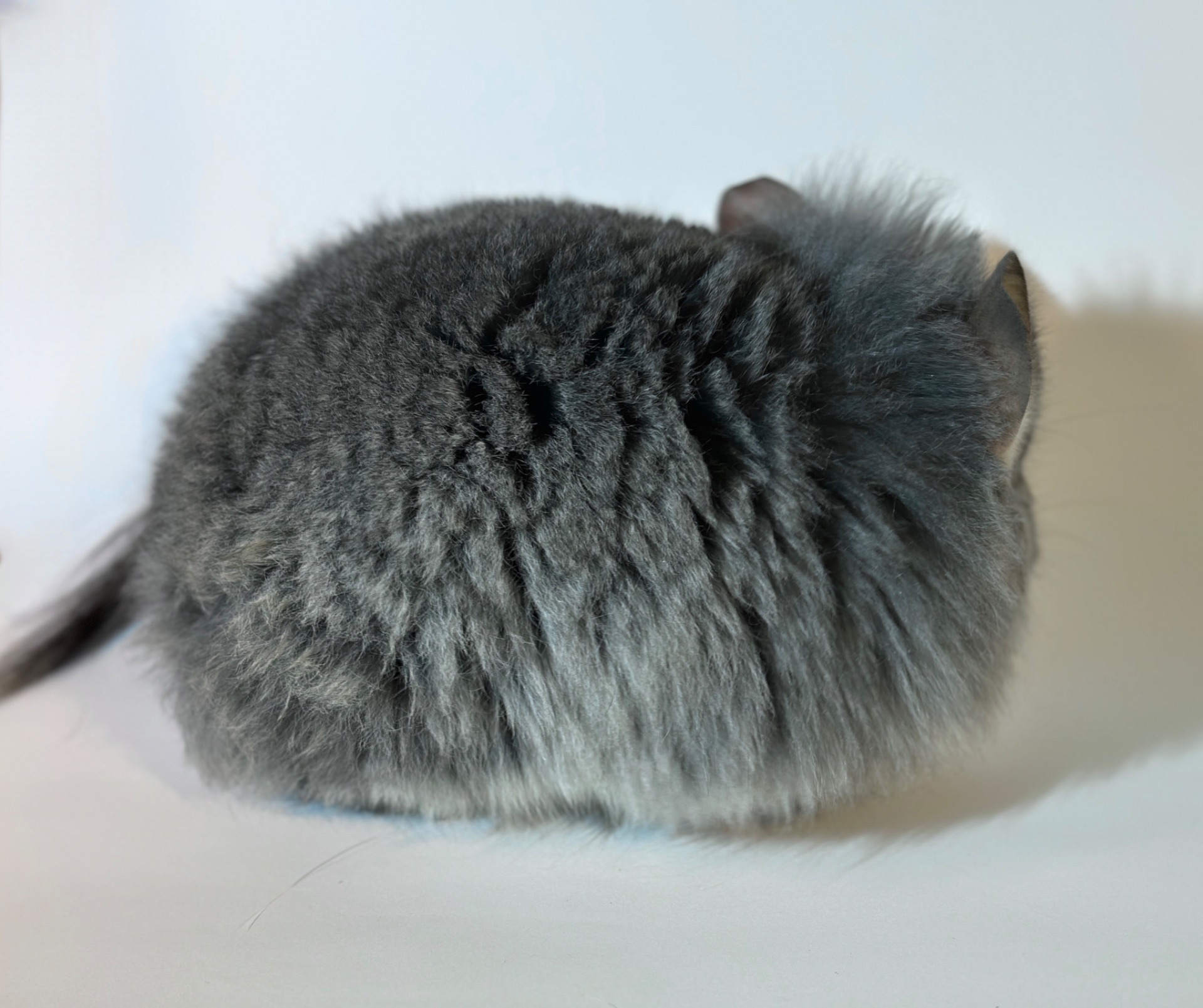 Королівська ангора дівчинка