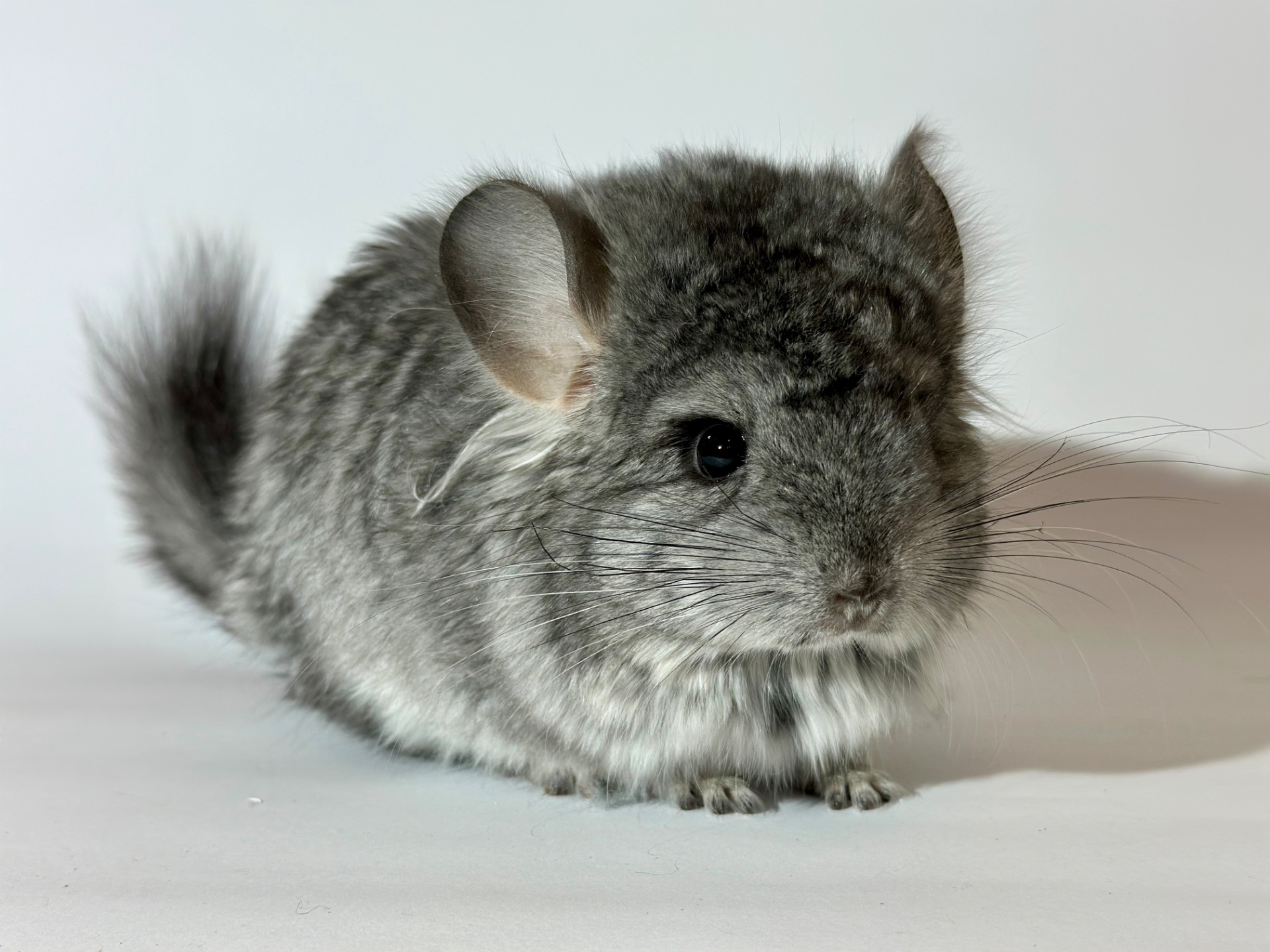 Маленький хлопчик шиншиля