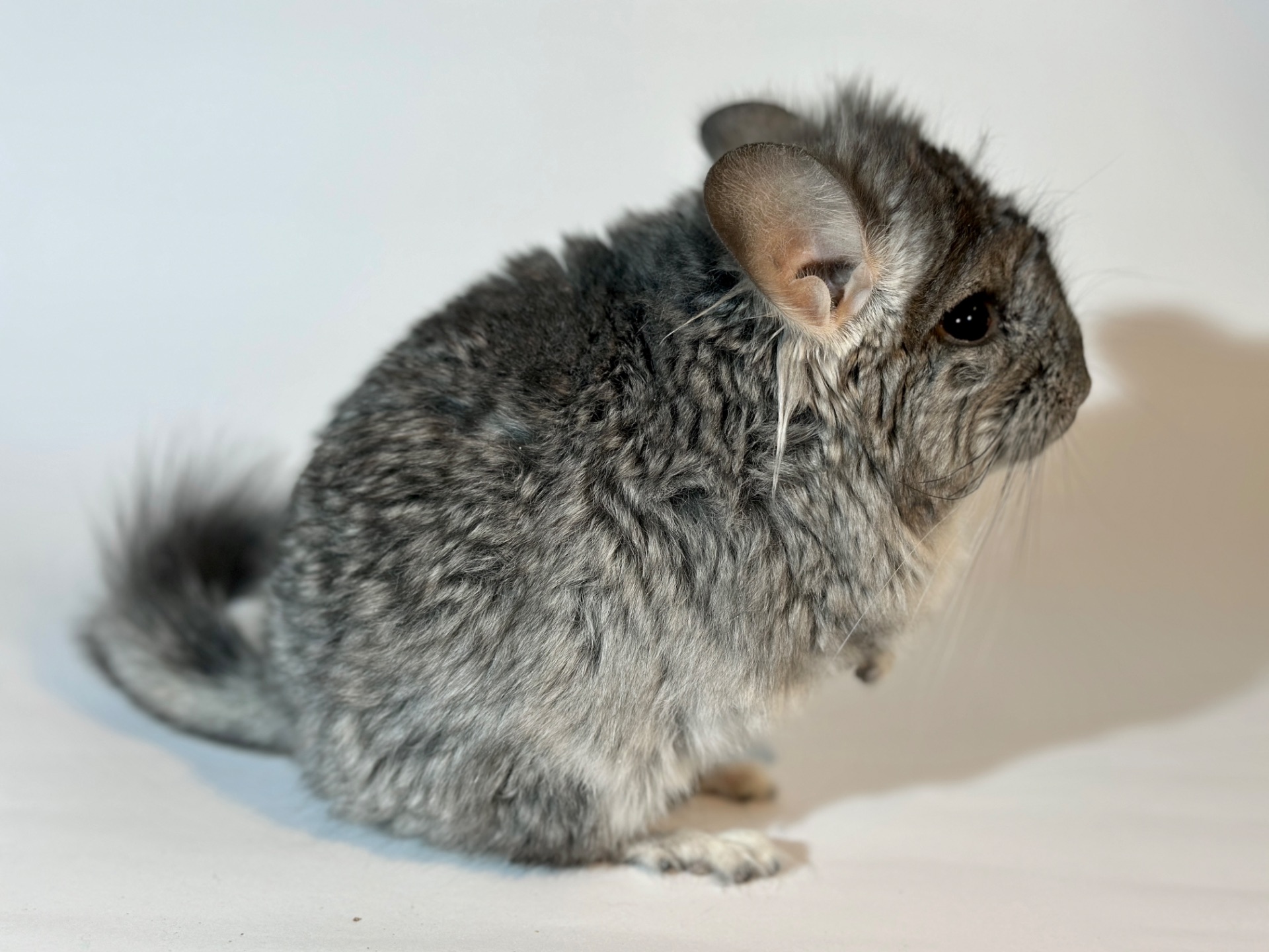 Маленький хлопчик шиншиля