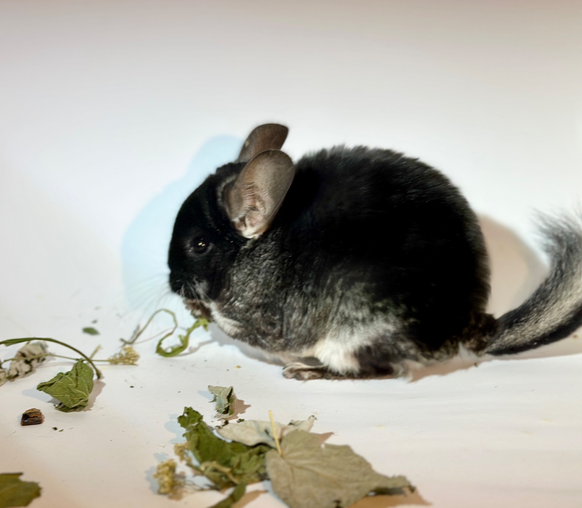 Дівчинка шиншила