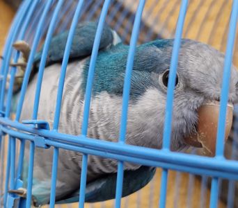 Малыши для взрослых и деток