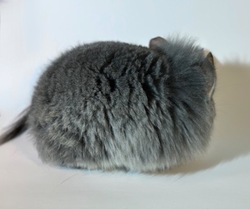 Королівська ангора дівчинка