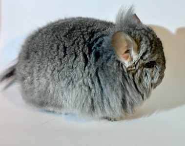 Королівська ангора дівчинка