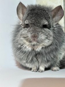 Королівська ангора дівчинка