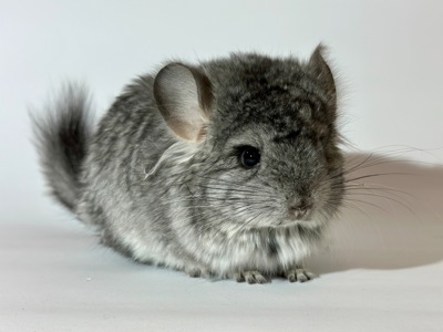 Маленький хлопчик шиншиля