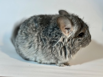 Маленький хлопчик шиншиля