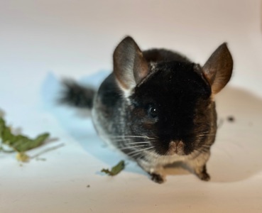 Дівчинка шиншила