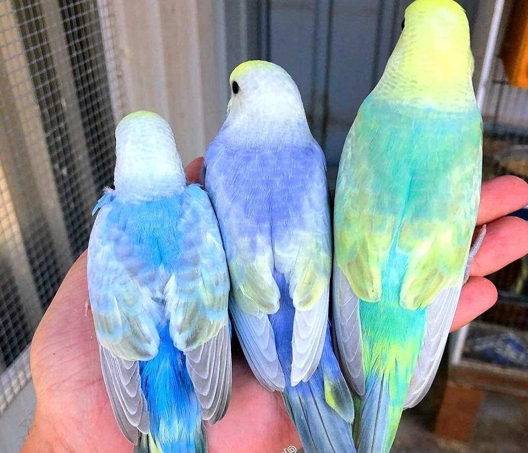 Волнистые попугаи