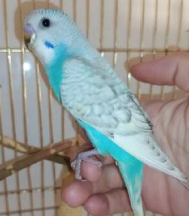 Малыши волнистых попугаев