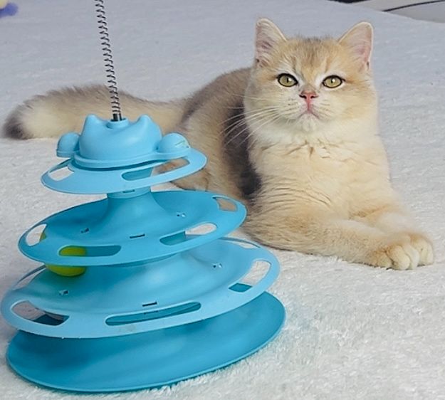 Британська золота шиншилла