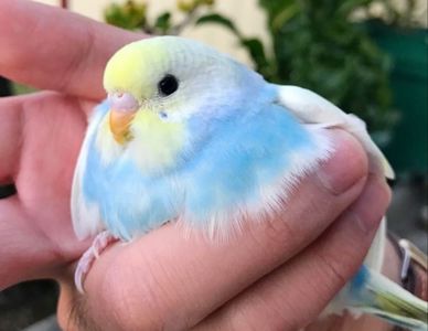 Малыши волнистых попугаев