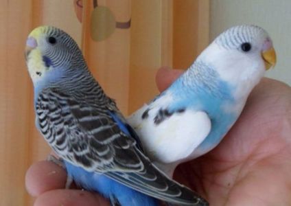 Малыши волнистых попугаев