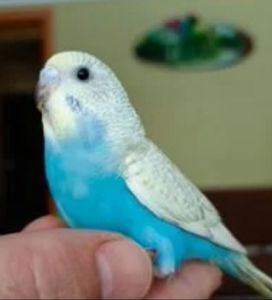 Малыши волнистых попугаев